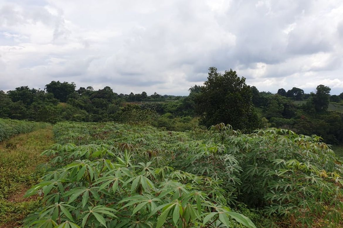 Land for Sale in Nangka, Libona, Bukidnon – photo 5