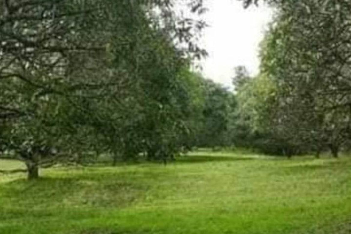 Land for Sale in Napo, Carcar, Cebu