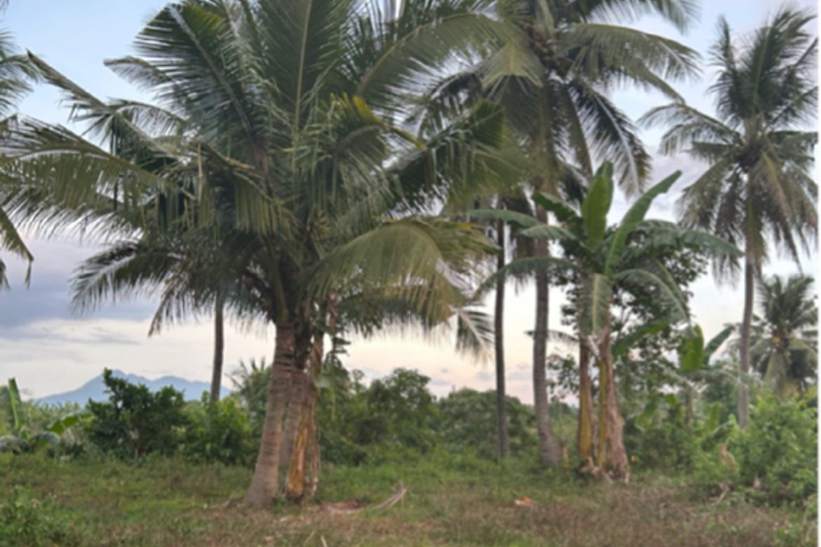 Land for Sale in Nazareth, General Tinio, Nueva Ecija