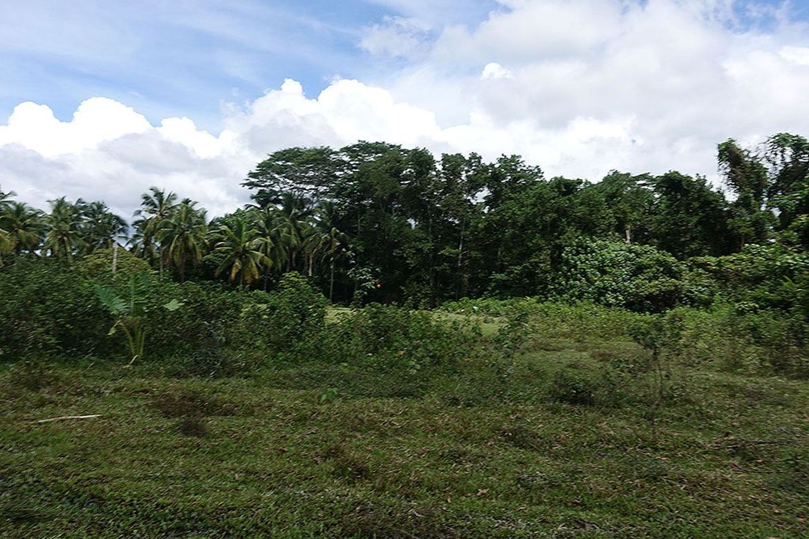 Land for Sale in New Agutaya, San Vicente, Palawan – photo 4