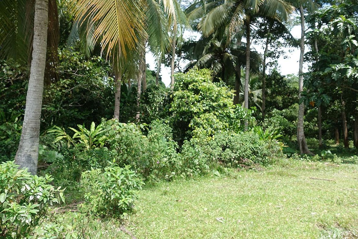 Land for Sale in New Agutaya, San Vicente, Palawan – photo 7