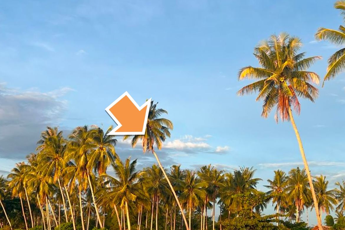 Land for Sale in New Agutaya, San Vicente, Palawan – photo 2