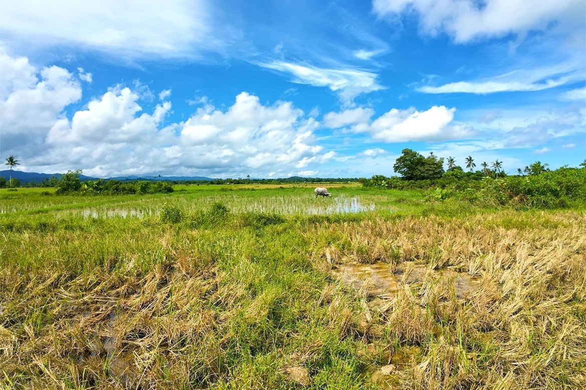 Land for Sale in New Agutaya, San Vicente, Palawan – photo 7
