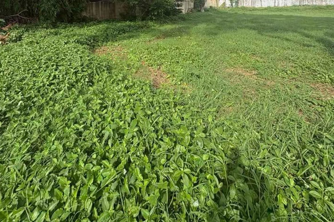 Land for Sale in New Alabang Village, Muntinlupa, Metro Manila – photo 5