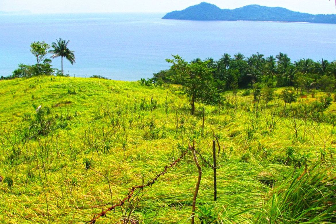 Land for Sale in New Canipo, San Vicente, Palawan – photo 2