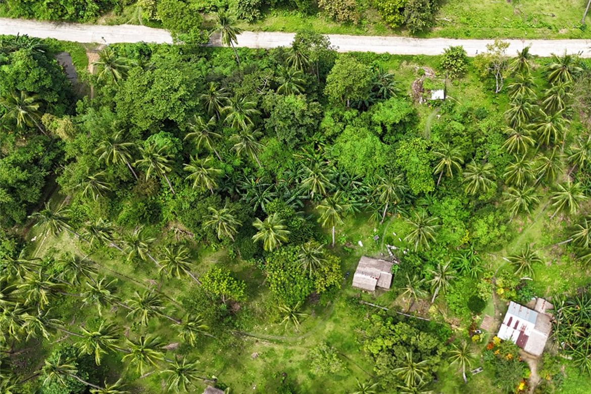 Land for Sale in New Canipo, San Vicente, Palawan – photo 3
