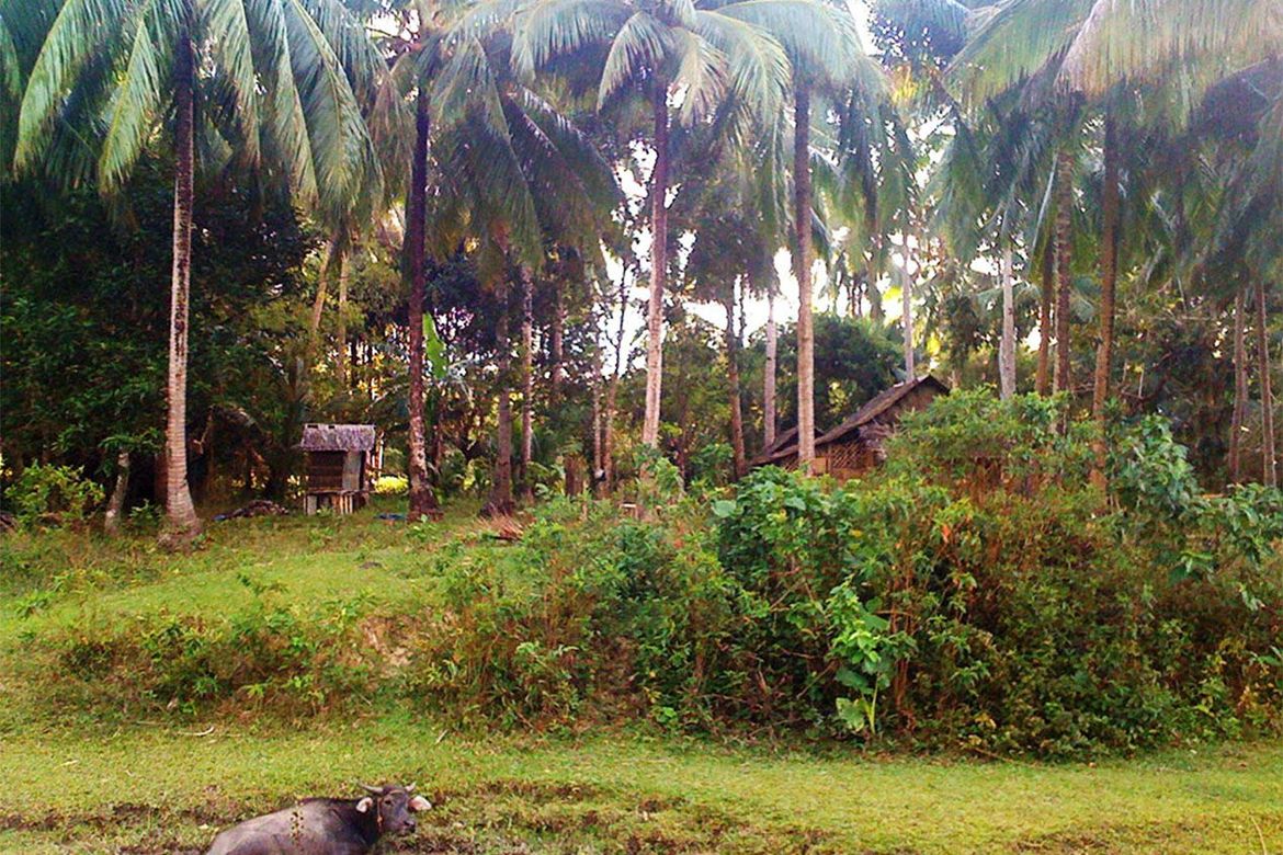 Land for Sale in New Canipo, San Vicente, Palawan – photo 4