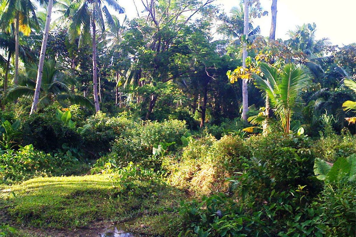 Land for Sale in New Canipo, San Vicente, Palawan – photo 8