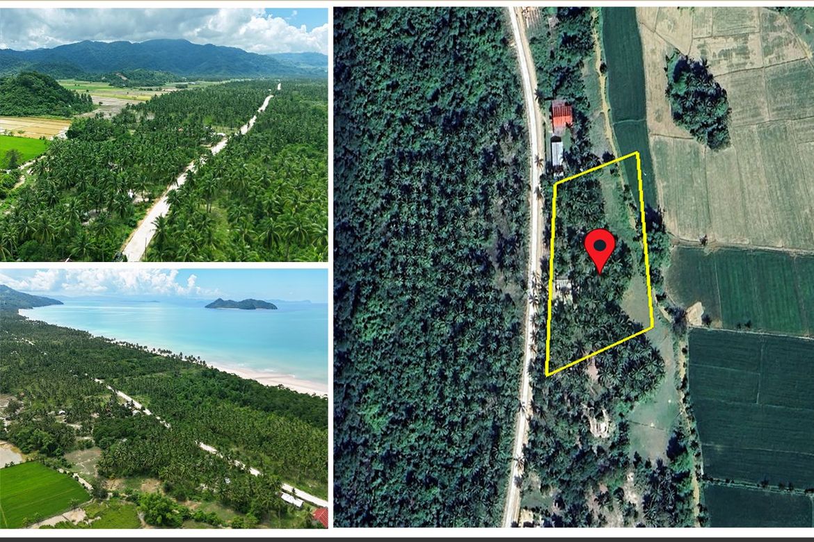 Land for Sale in New Canipo, San Vicente, Palawan