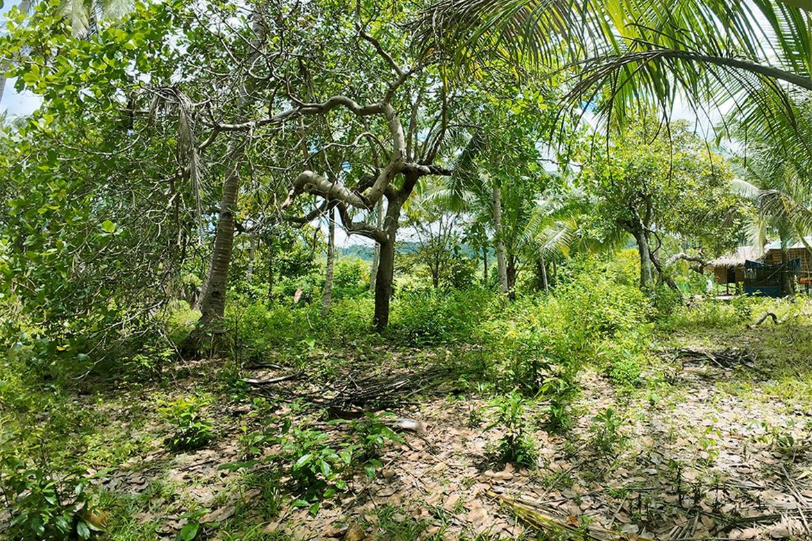 Land for Sale in New Canipo, San Vicente, Palawan – photo 8