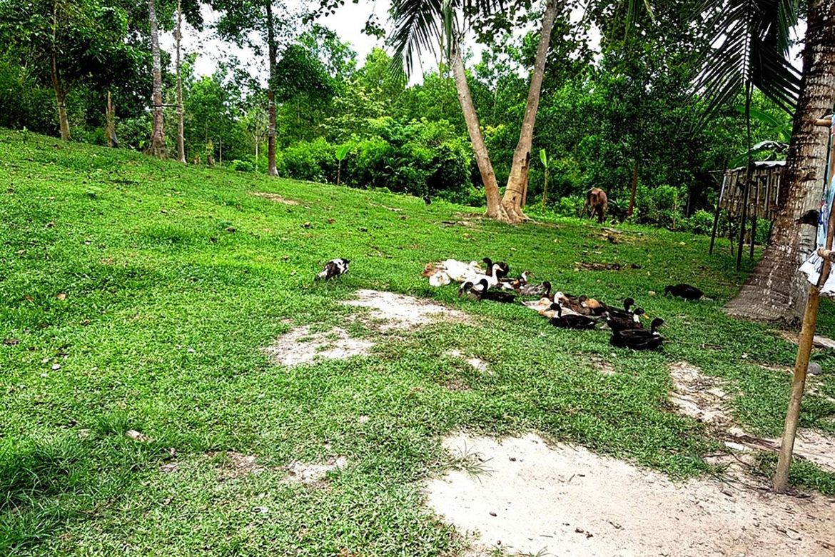 Land for Sale in New Cuyo, Roxas, Palawan – photo 4