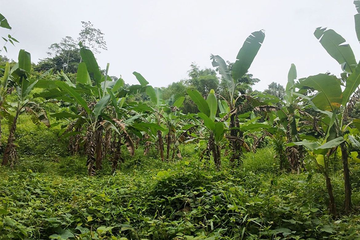 Land for Sale in New Ibajay, El Nido, Palawan – photo 2