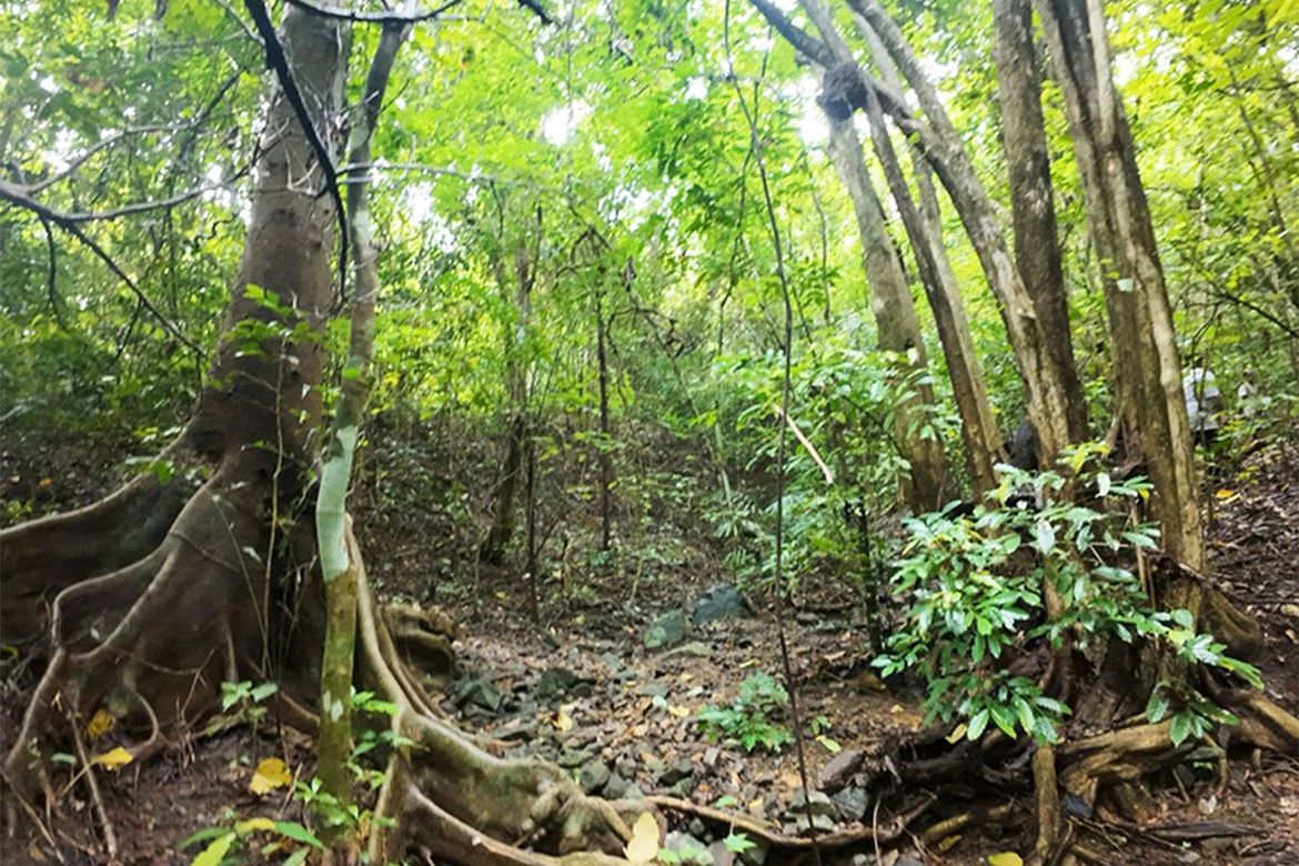 Land for Sale in New Ibajay, El Nido, Palawan – photo 4