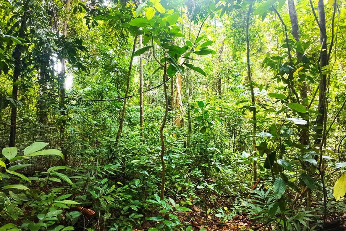 Land for Sale in New Ibajay, El Nido, Palawan – photo 6