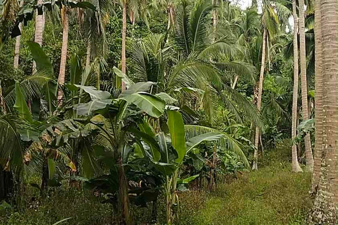 Land for Sale in North Poblacion, Dipaculao, Aurora – photo 4