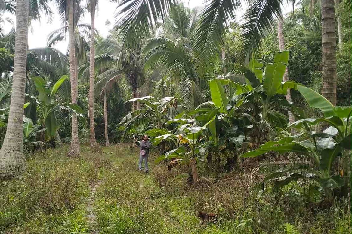 Land for Sale in North Poblacion, Dipaculao, Aurora – photo 6