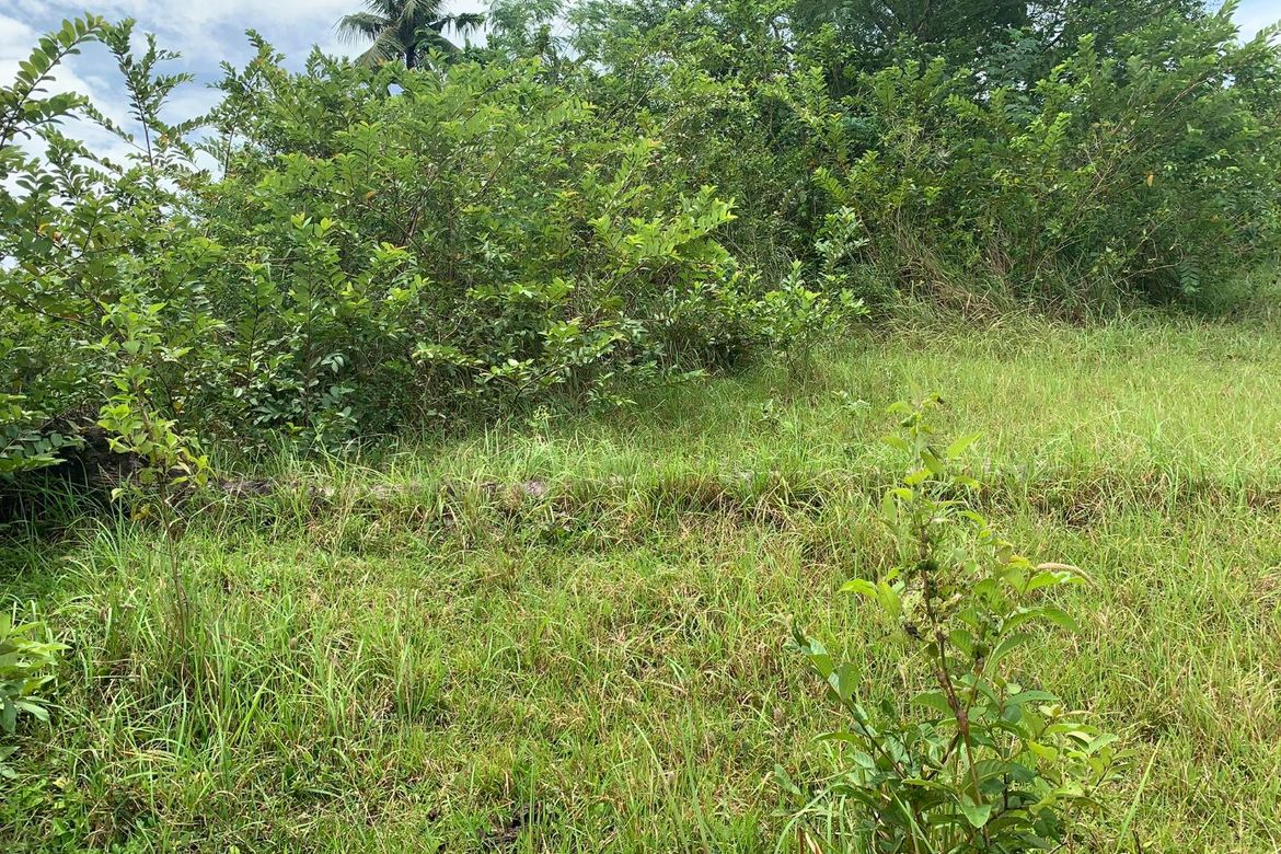 Land for Sale in Olango, Aloguinsan, Cebu – photo 6