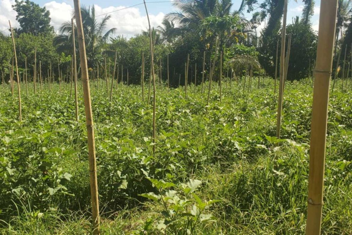 Land for Sale in Pag-Asa, Liliw, Laguna – photo 4