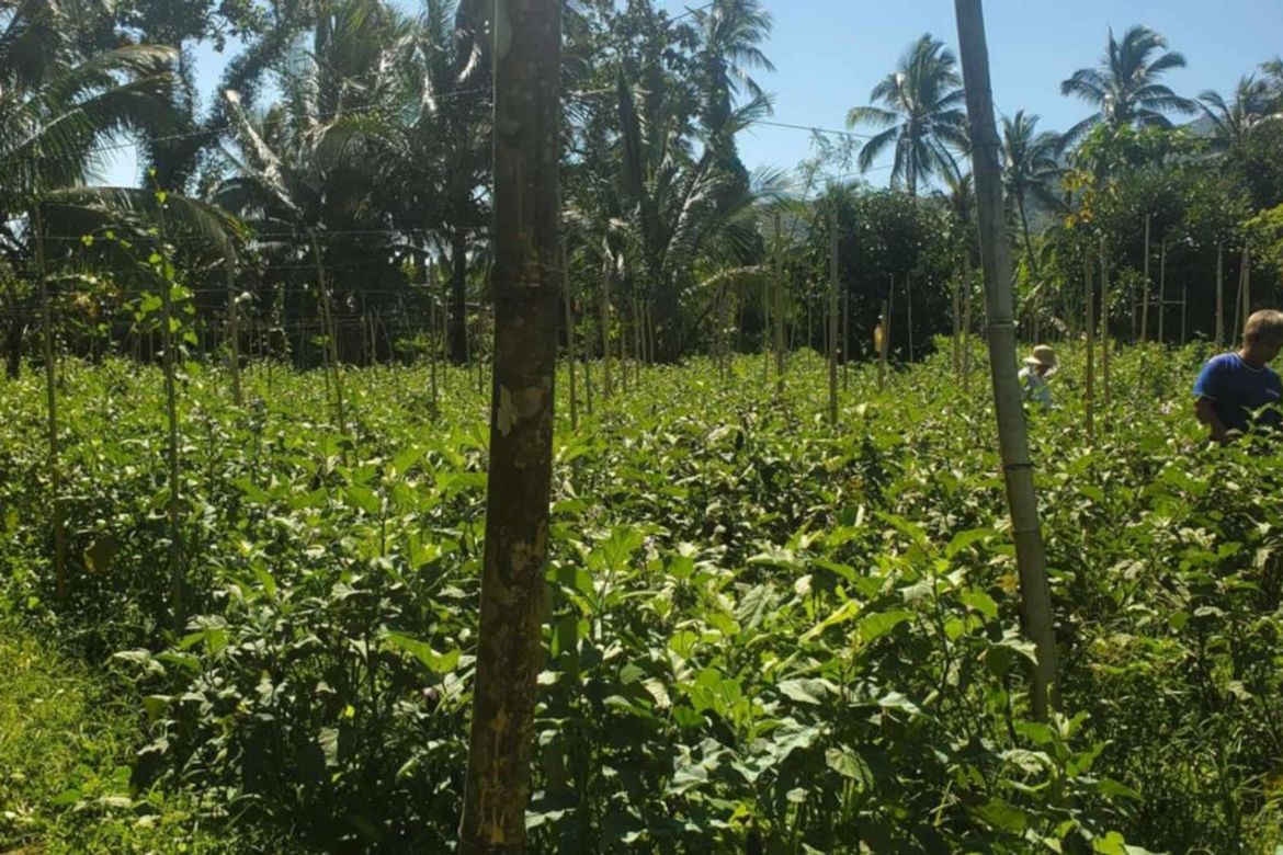 Land for Sale in Pag-Asa, Liliw, Laguna – photo 6