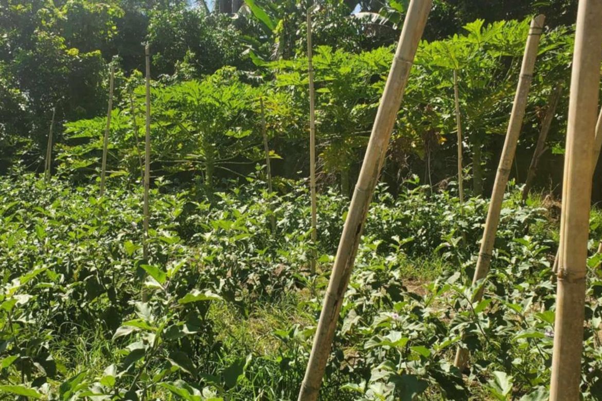 Land for Sale in Pag-Asa, Liliw, Laguna – photo 8