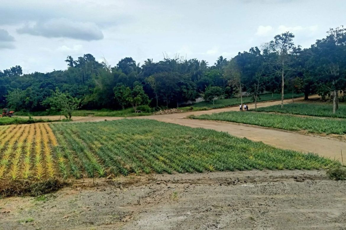 Land for Sale in Pajo, Alfonso, Cavite – photo 3