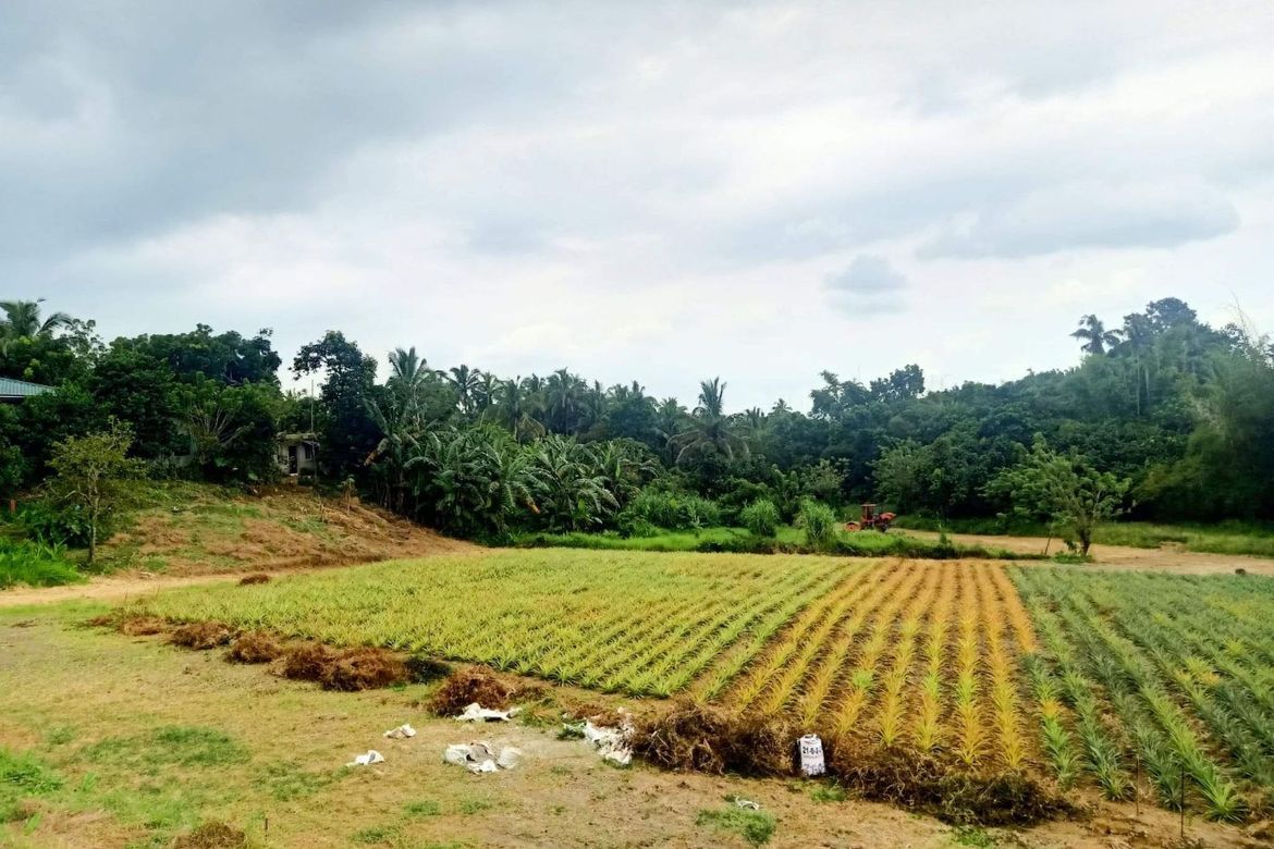 Land for Sale in Pajo, Alfonso, Cavite – photo 6