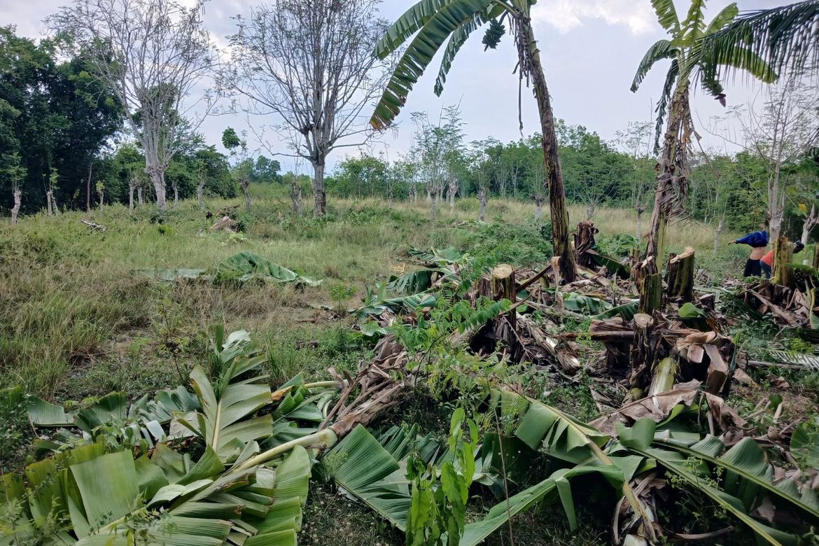 Land for Sale in Palanas, Alcantara, Cebu – photo 5