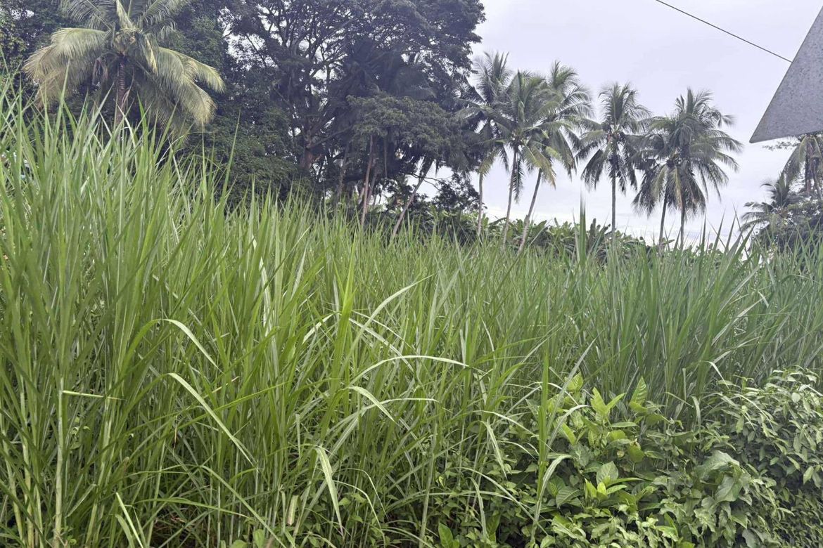 Land for Sale in Palinpinon, Valencia, Negros Oriental – photo 5