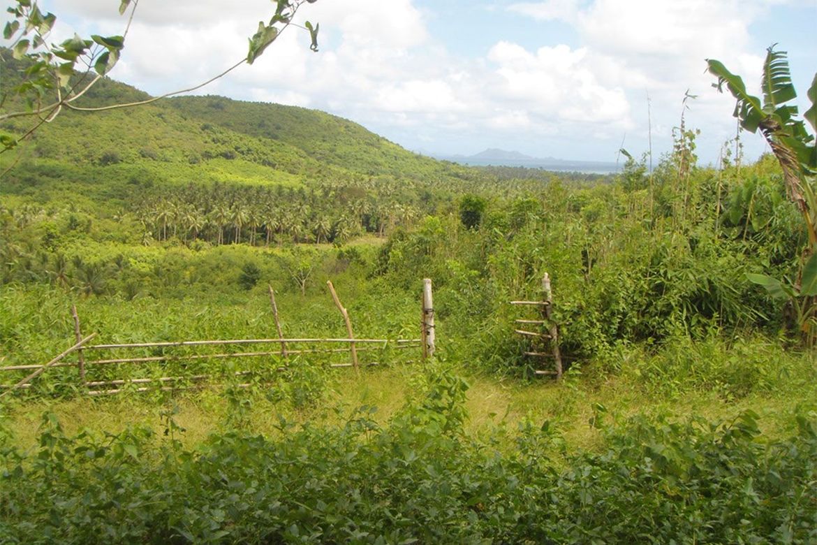 Land for Sale in Pamantolon, Taytay, Palawan – photo 3