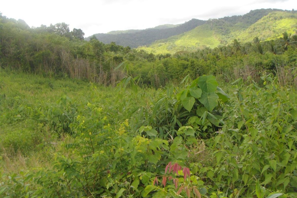 Land for Sale in Pamantolon, Taytay, Palawan – photo 4