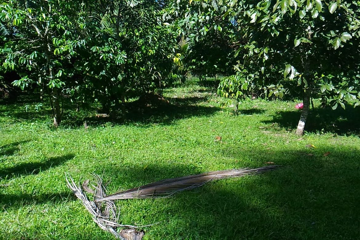 Land for Sale in Panaytayan, Ragay, Camarines Sur – photo 2
