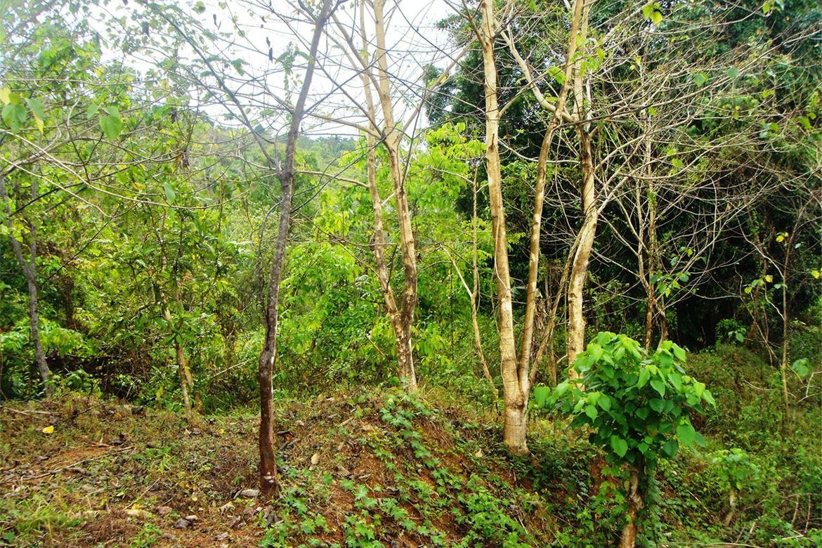 Land for Sale in Pancol, Taytay, Palawan – photo 2
