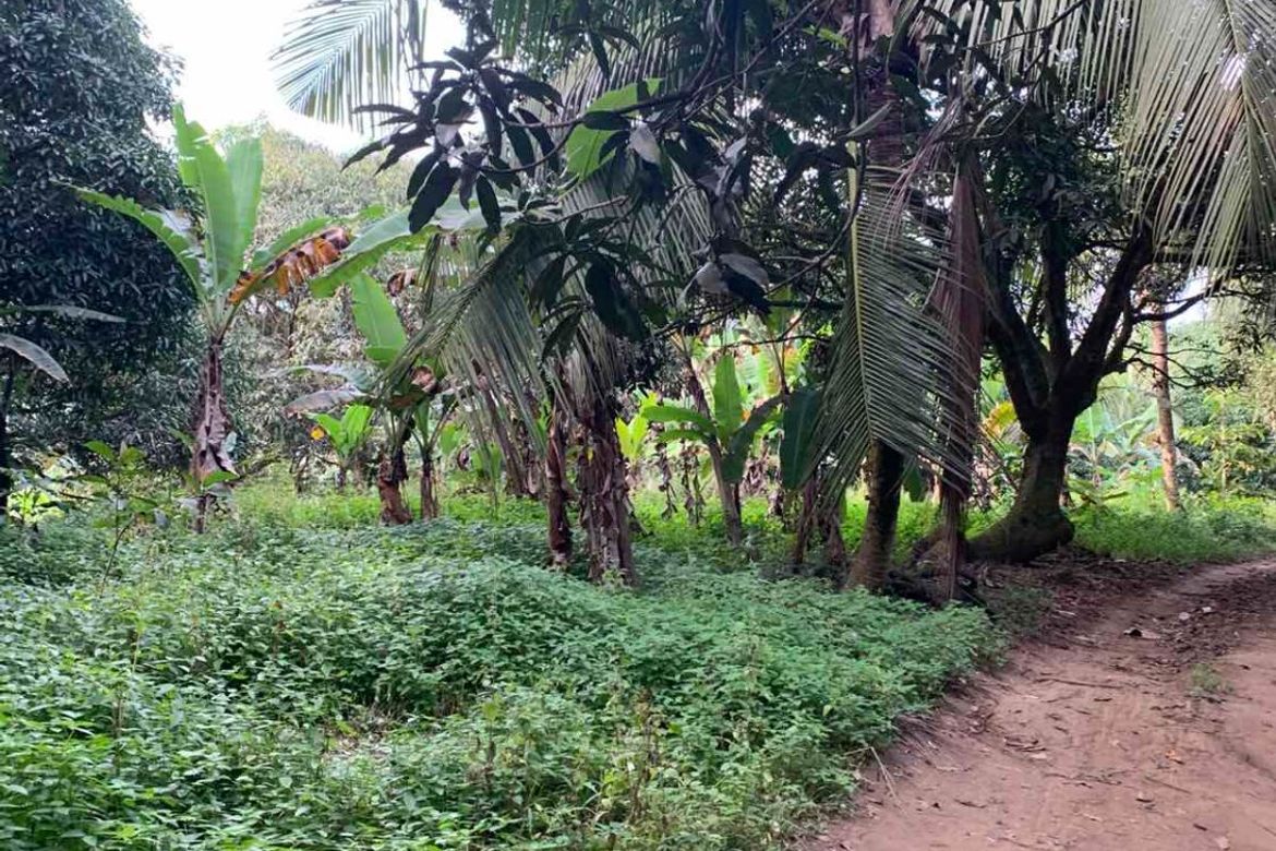 Land for Sale in Pangil, Amadeo, Cavite – photo 8