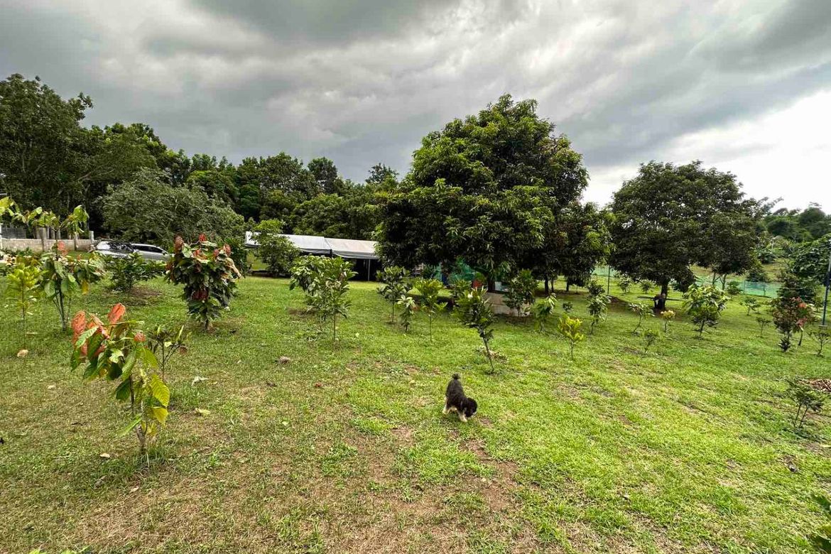 Land for Sale in Pangil, Amadeo, Cavite – photo 2