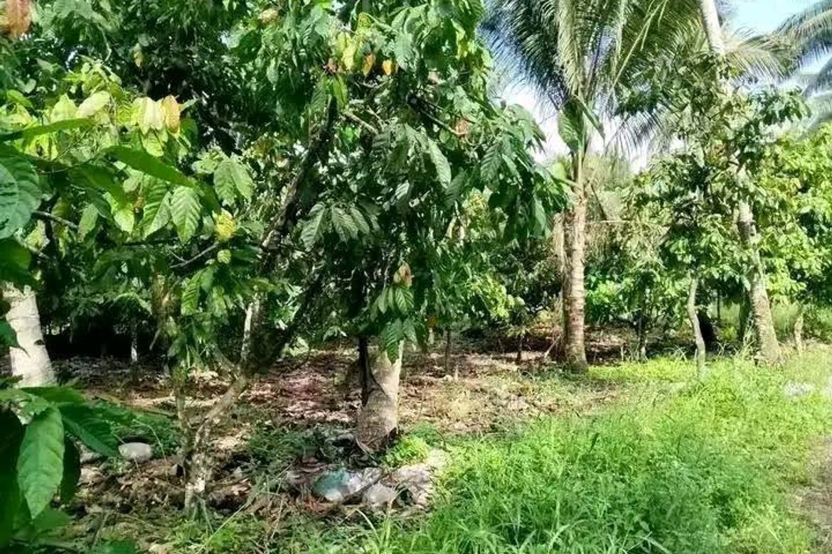Land for Sale in Pangyan, Davao City, Davao del Sur – photo 5
