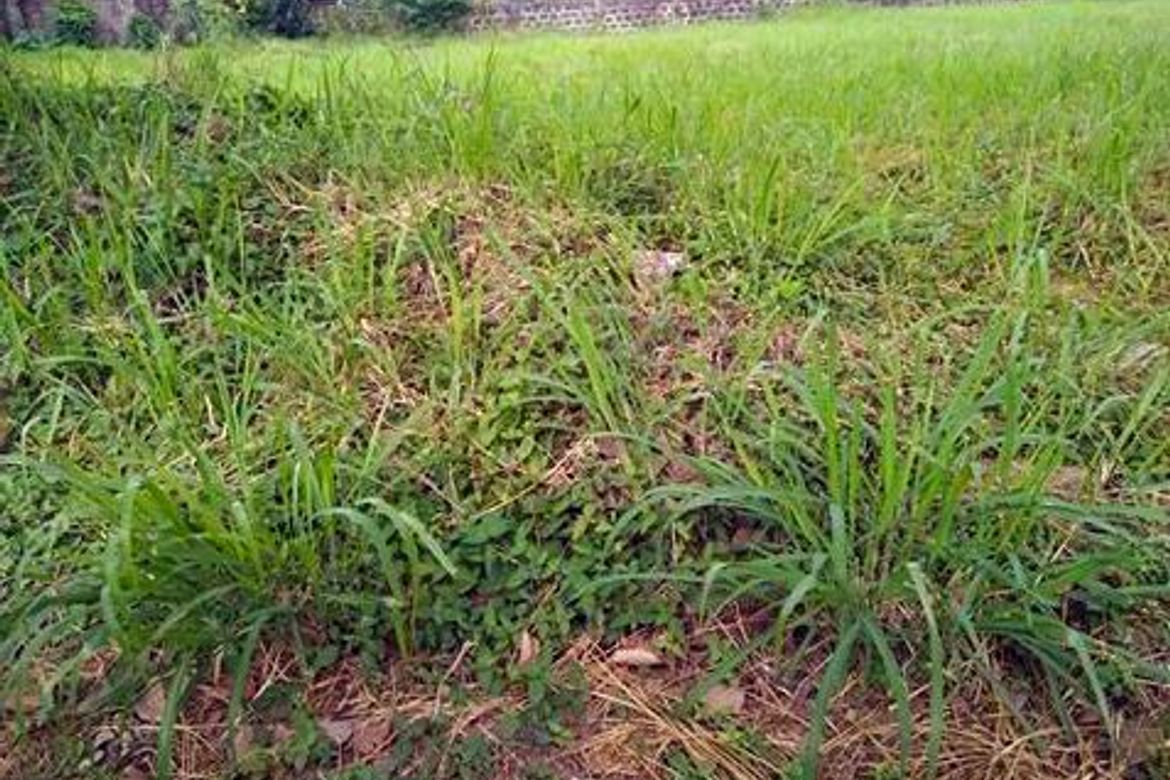 Land for Sale in Pansol, Quezon City, Metro Manila – photo 3