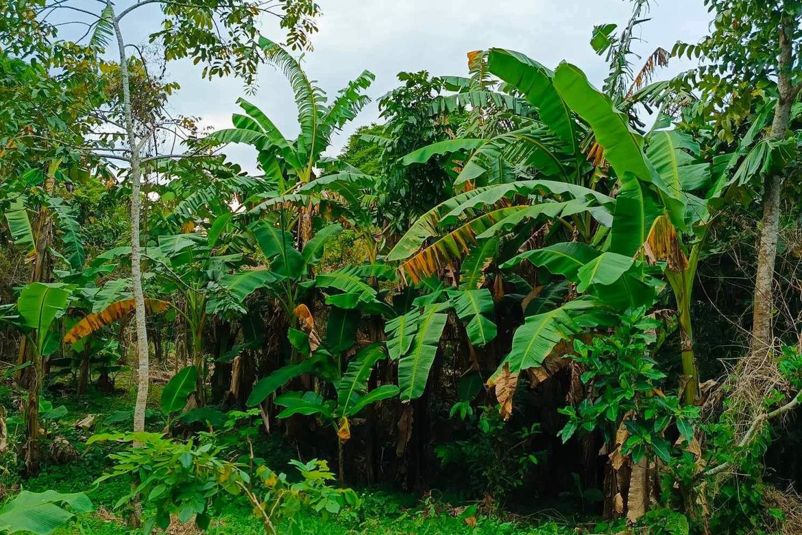 Land for Sale in Panungyanan, General Trias, Cavite – photo 3
