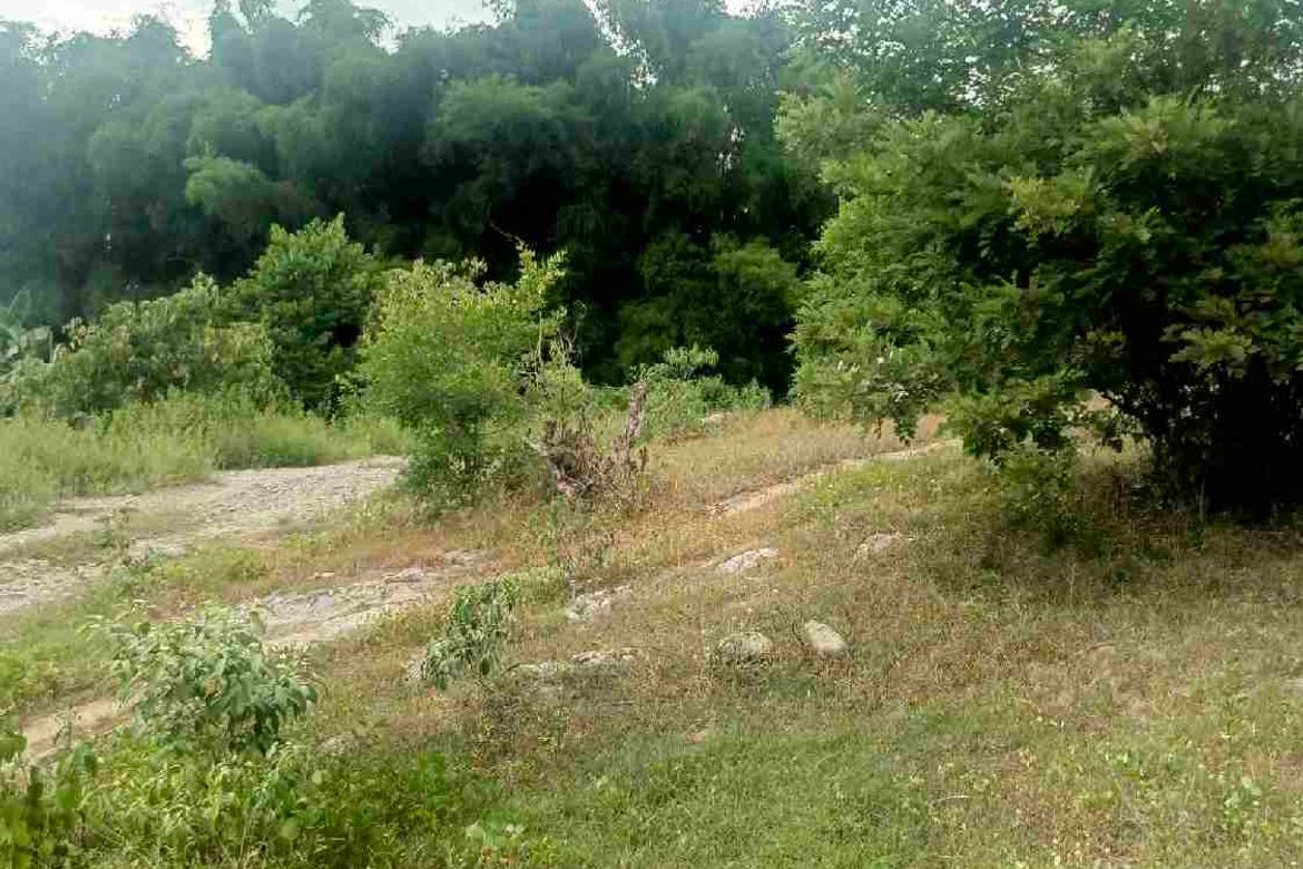 Land for Sale in Pao, San Jose, Tarlac – photo 3