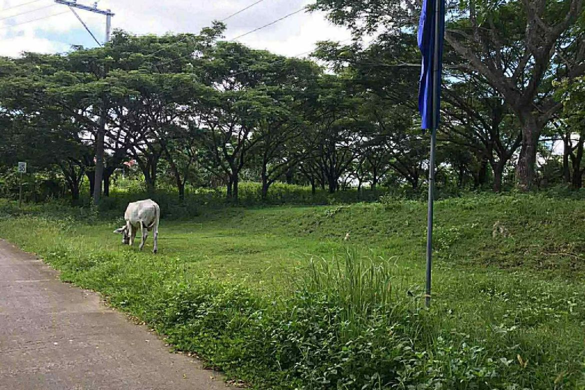Land for Sale in Paradahan I, Tanza, Cavite – photo 2