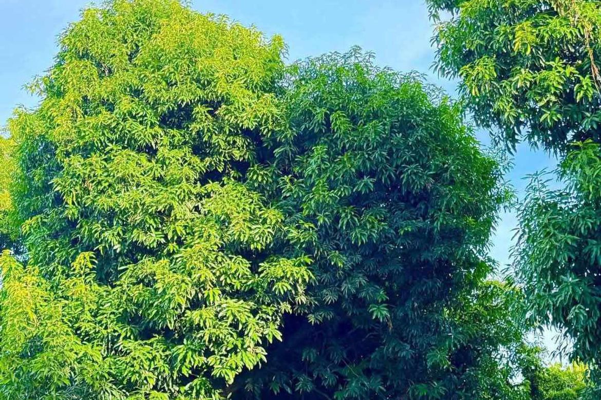 Land for Sale in Paralaya, Arayat, Pampanga