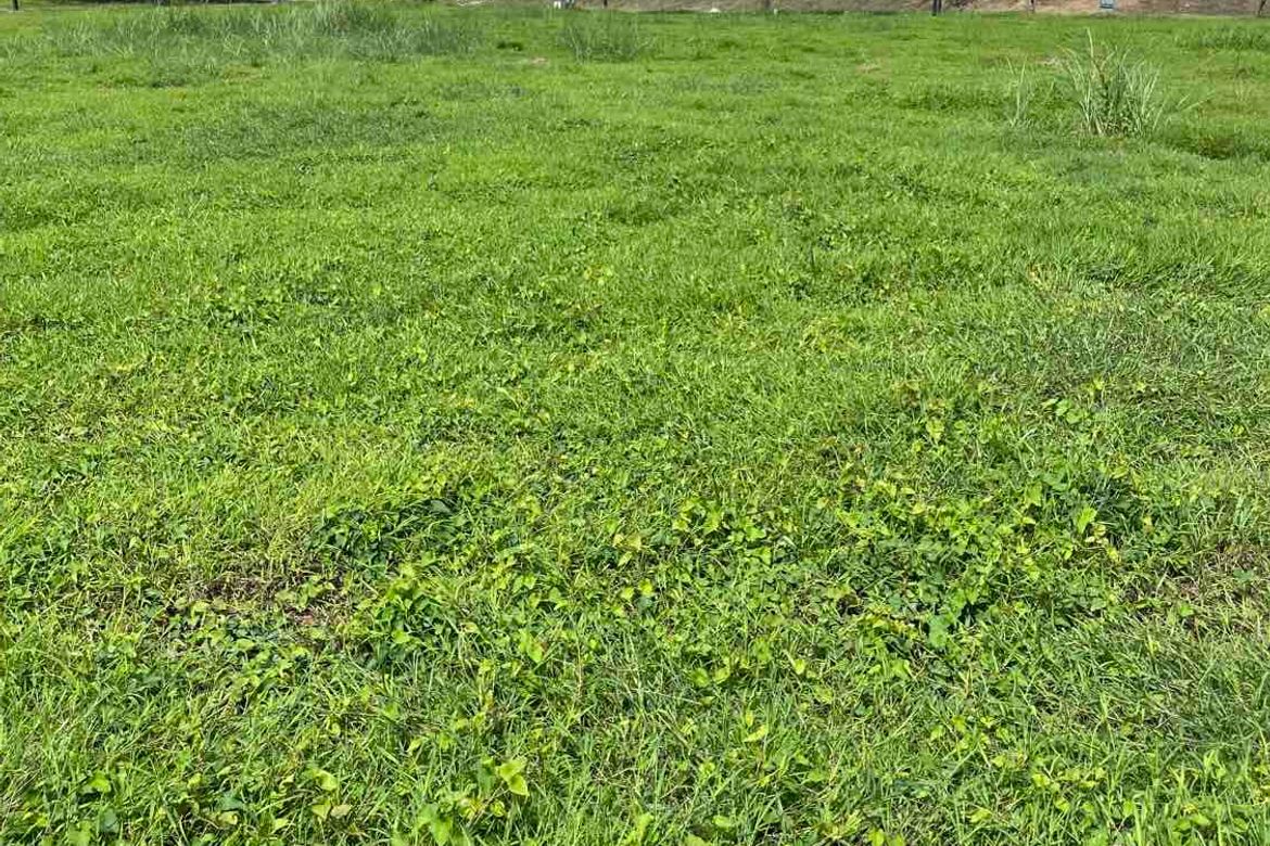 Land for Sale in Pasong Buaya I, Imus, Cavite – photo 8