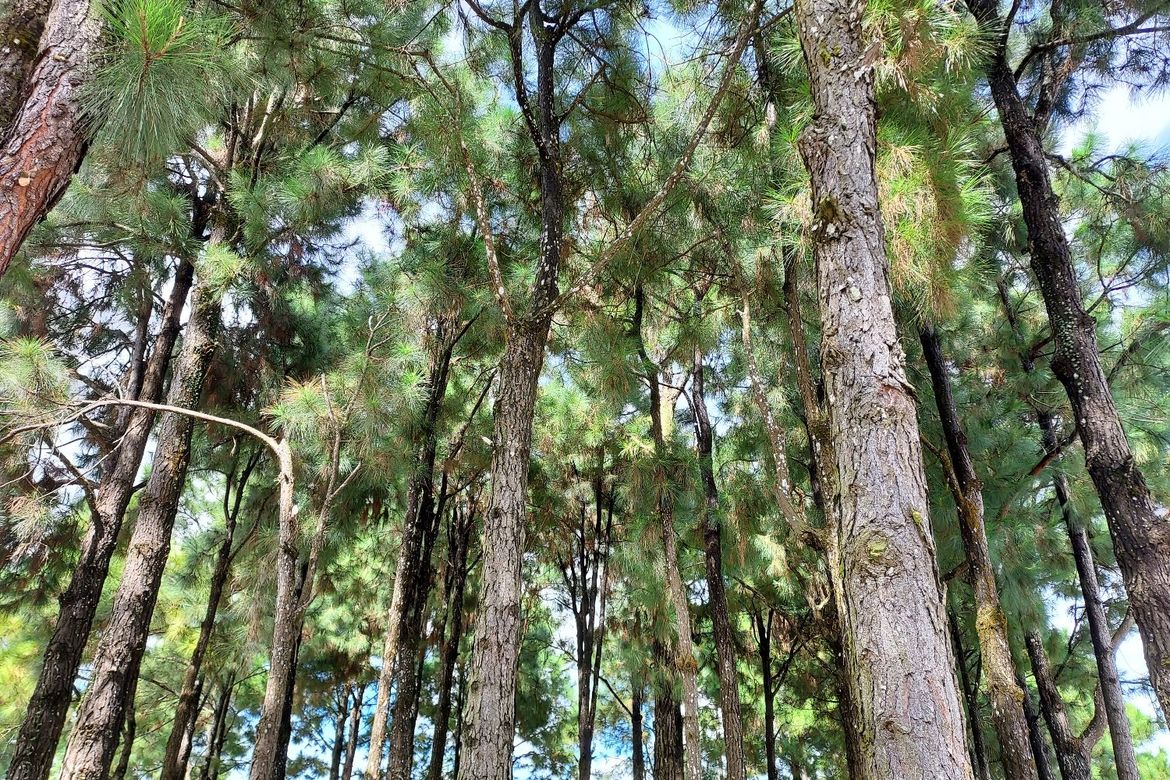 Land for Sale in Pasong Langka, Silang, Cavite – photo 6