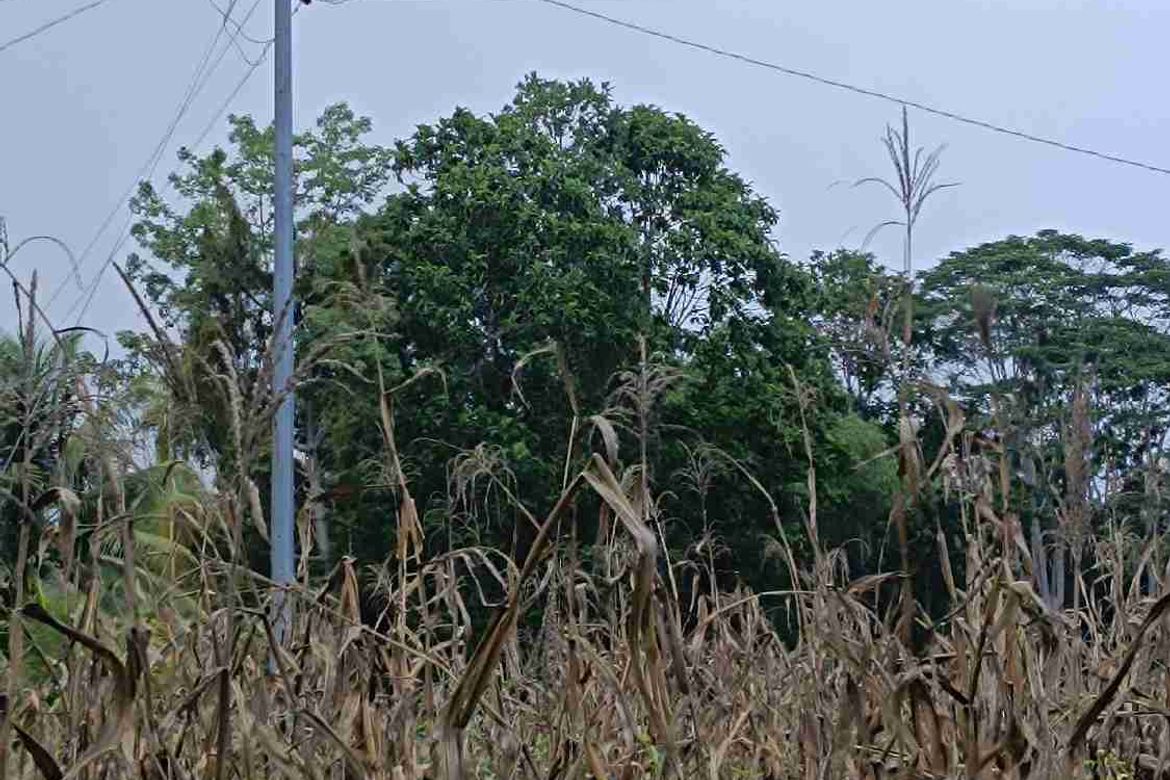 Land for Sale in Patag, Opol, Misamis Oriental – photo 2