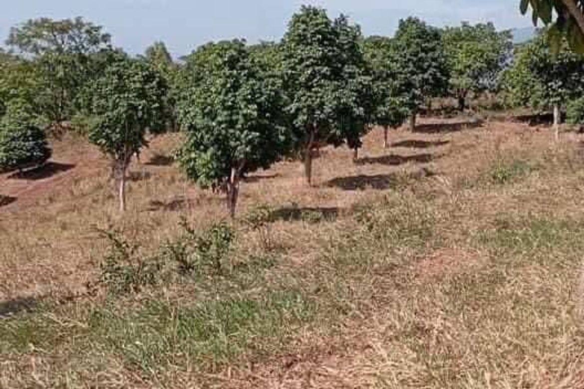 Land for Sale in Paysawan, Bagac, Bataan – photo 3