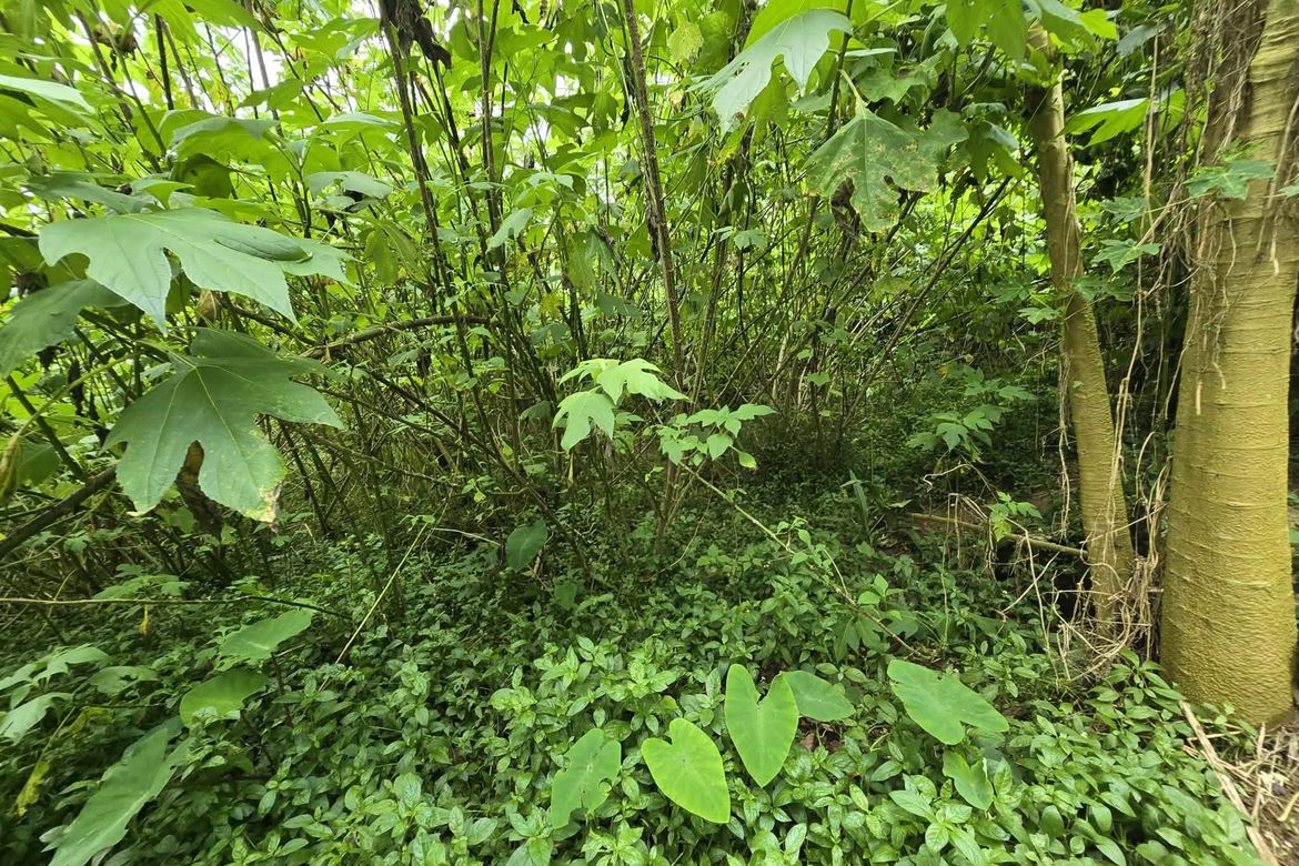 Land for Sale in Pico, La trinidad, Benguet – photo 3