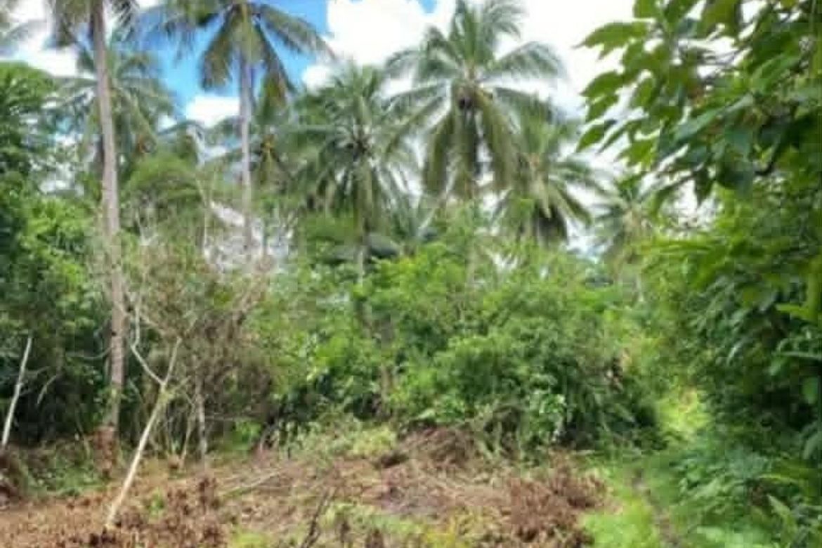 Land for Sale in Pilaring, Pilar, Surigao del Norte – photo 2