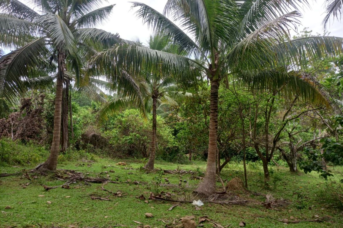 Land for Sale in Pinagdapian, Del Gallego, Camarines Sur – photo 2