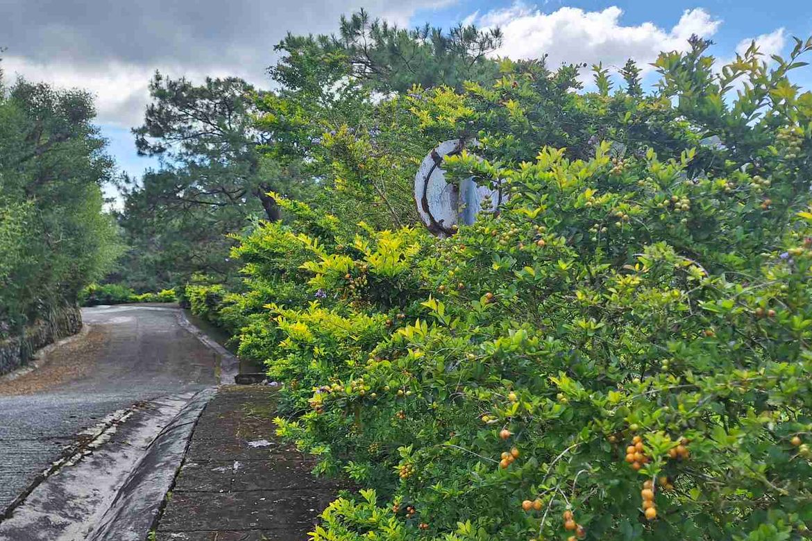 Land for Sale in Pinsao Proper, Baguio, Benguet