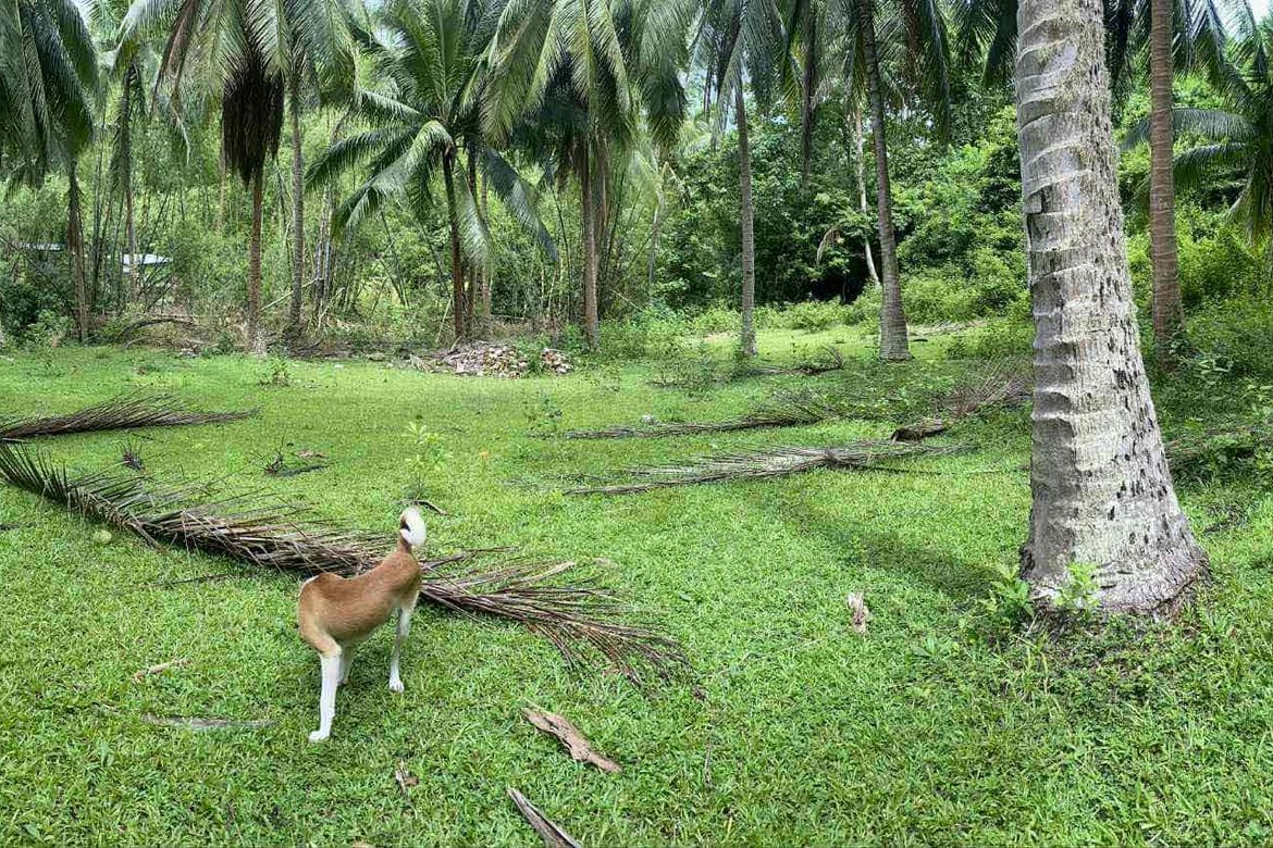 Land for Sale in Playa Laiya, Laiya-Aplaya, San Juan, Batangas – photo 5