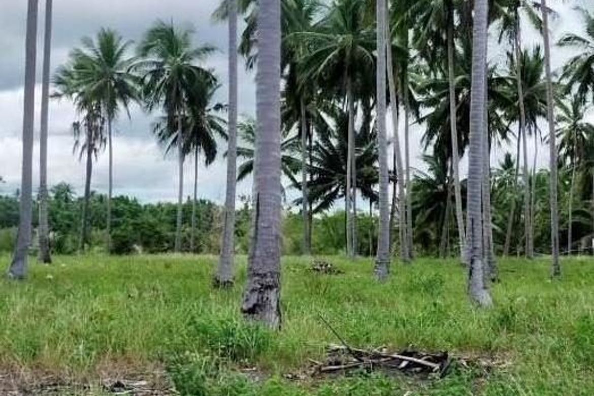 Land for Sale in Poblacion, Aborlan, Palawan – photo 2